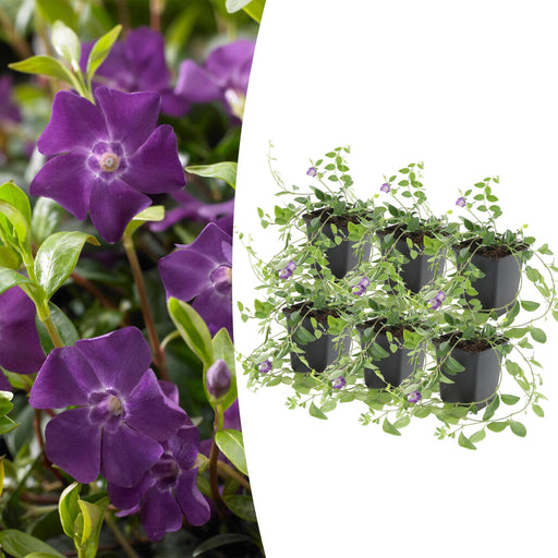 Vinca Minor 'Atropurpurea' - Sæt Med 6 Stk