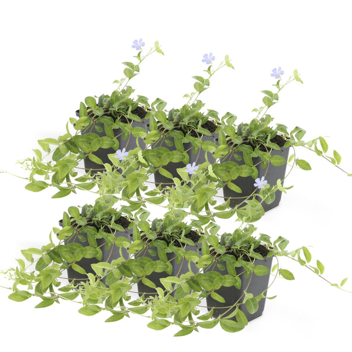 Vinca Minor - Sæt Med 6