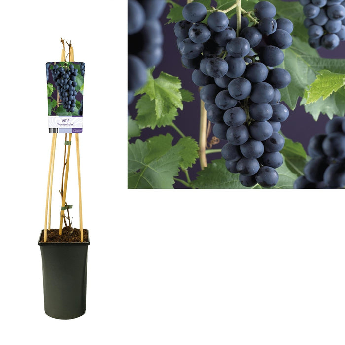 Vitis 'Frankenthaler' +Light Label - Ø17Cm - ↕75Cm