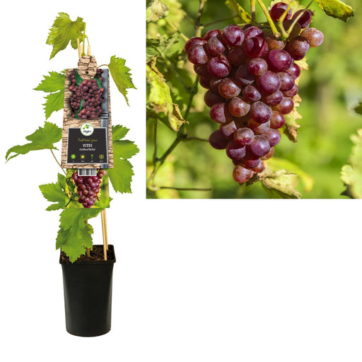 Vitis 'Heike' +3,0 Label - Ø17Cm - ↕75Cm