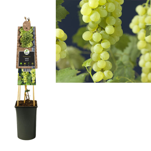 Vitis 'Himrod' +3,0 Label - Ø17Cm - ↕75Cm