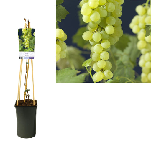 Vitis 'Himrod' +Lys Label - Ø17Cm - ↕75Cm