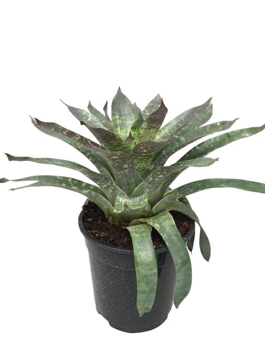 Vriesea 'Nova'