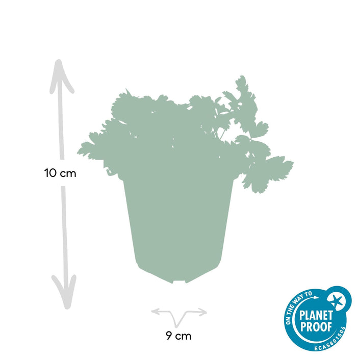 Waldsteinia Ternata - Sterile Jordbær 40Xh20Cm D9Cm