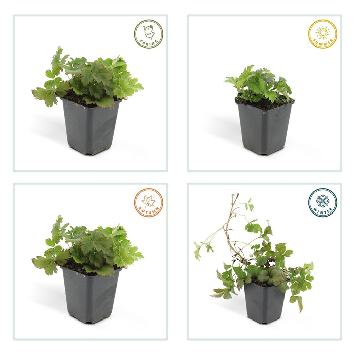 Waldsteinia Ternata - Sterile Jordbær 40Xh20Cm D9Cm