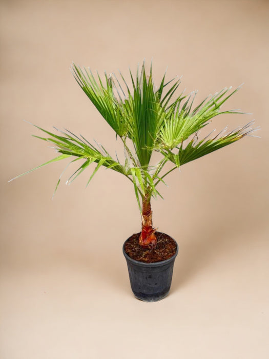 Washingtonia Palm