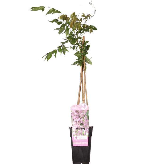 Wisteria Floribunda 'Rosea' - ↨65Cm - Ø15