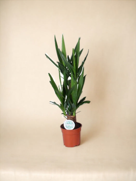 Yucca