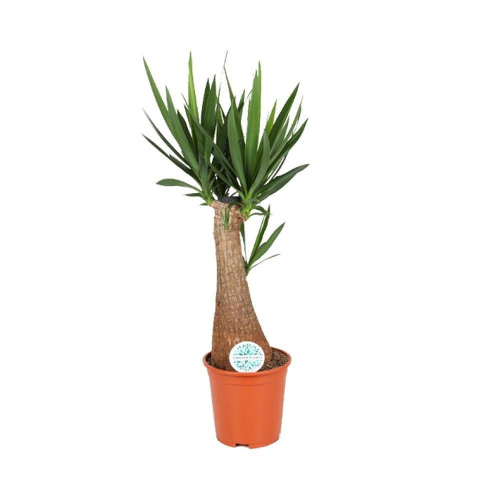 Yucca