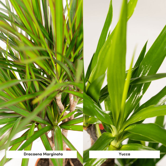 Yucca, Dracaena, Duo Of Plants H90Cm