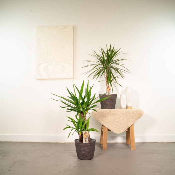 Yucca, Dracaena, Duo Of Plants H90Cm