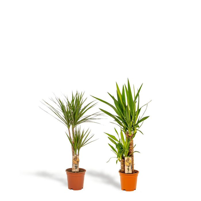 Yucca, Dracaena, Duo Of Plants H90Cm