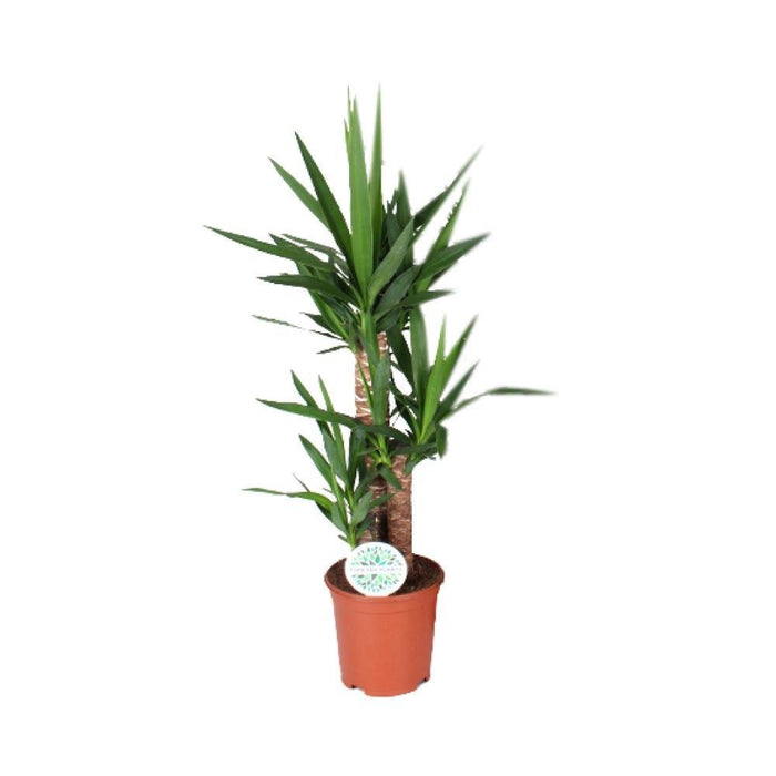 Yucca Elephantipes