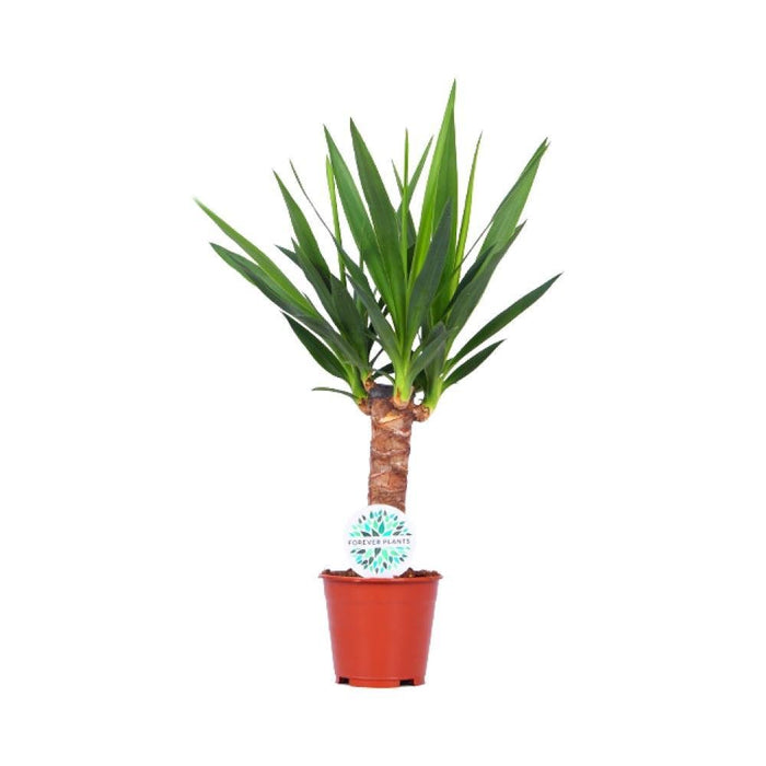 Yucca - Elefanten