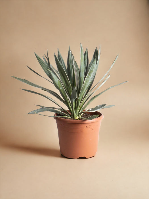 Yucca - The Glorious