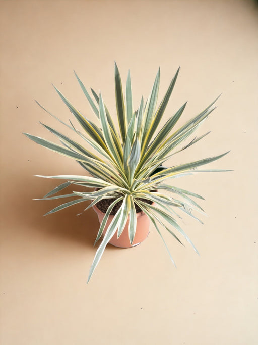 Yucca - The Glorious