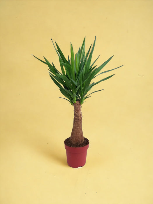Yucca "Maya Tree" 40Stam P21 - Ø21Cm - ↕100Cm