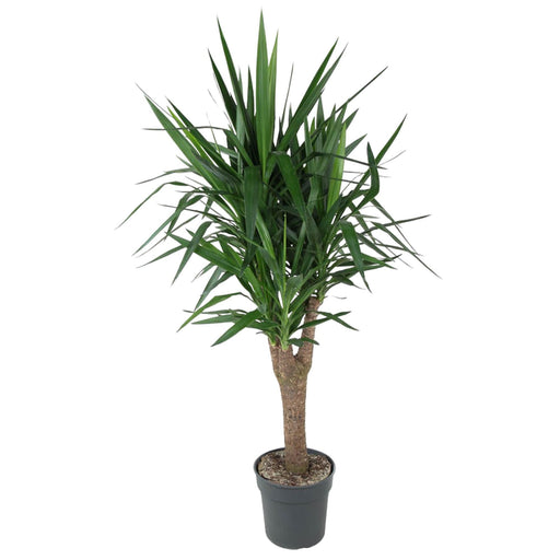 Elefantfods Yucca
