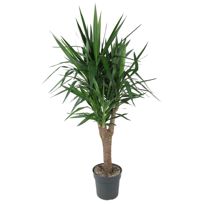 Elefantfods Yucca