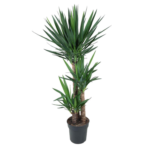 Elefantfods Yucca