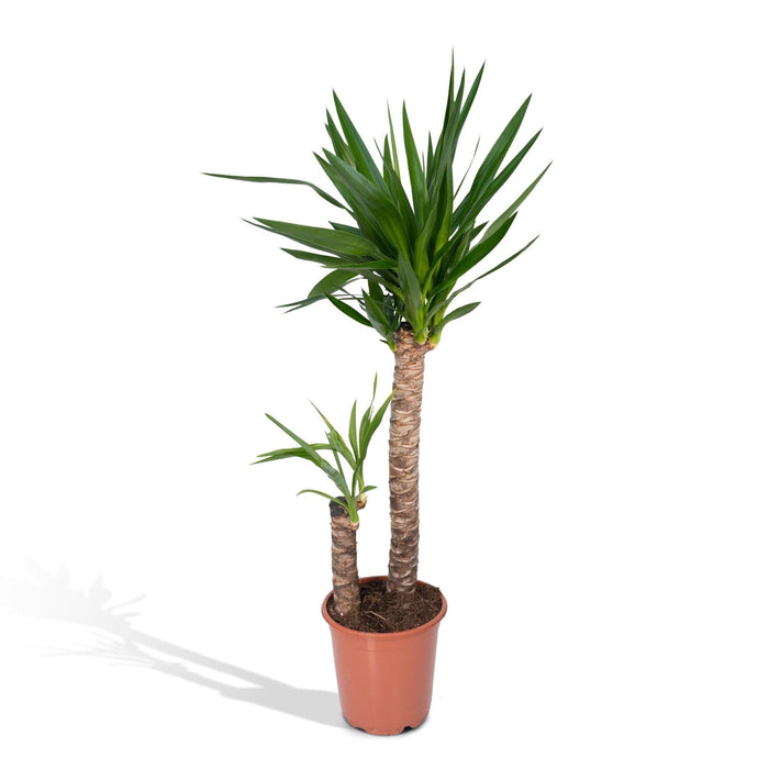 Yucca Xl H100,0Cm