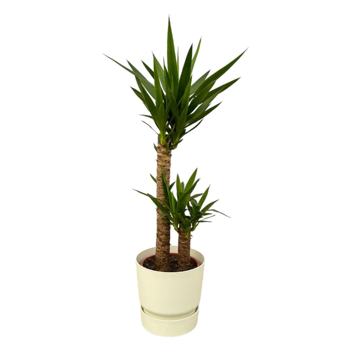 Yucca Og Dens Gryde
