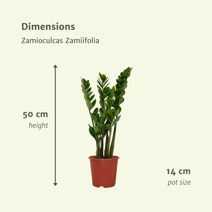 Zamioculcas Zamiifolia - Sæt Med 2