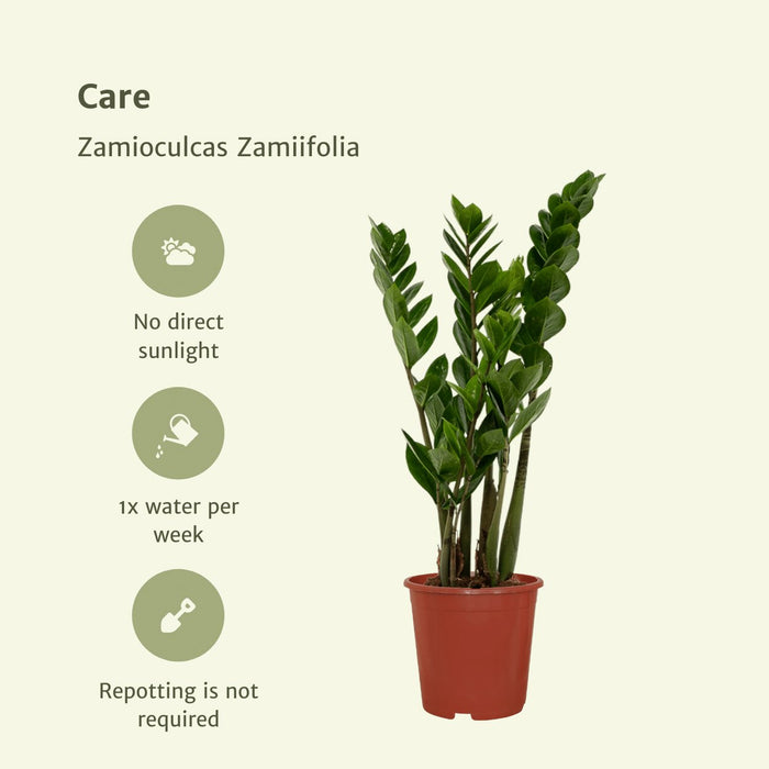 Zamioculcas Zamiifolia - Sæt Med 2