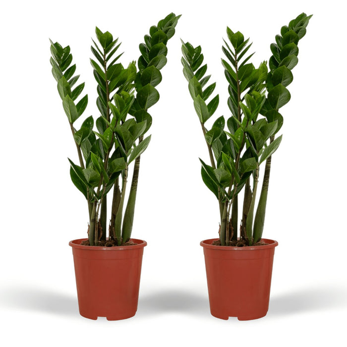 Zamioculcas Zamiifolia - Sæt Med 2
