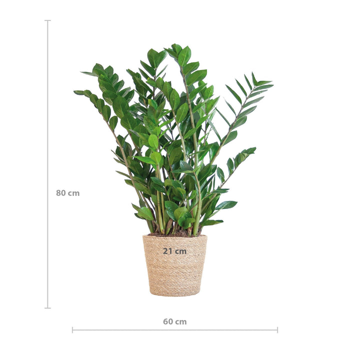 Zamioculcas Zamiifolia Og Dens Gryde