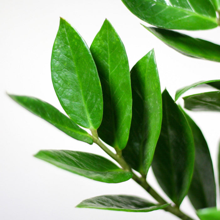 Zamioculcas Zamiifolia Og Dens Gryde