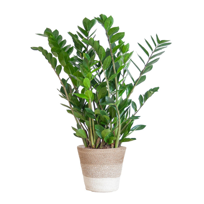 Zamioculcas Zamiifolia Og Dens Gryde