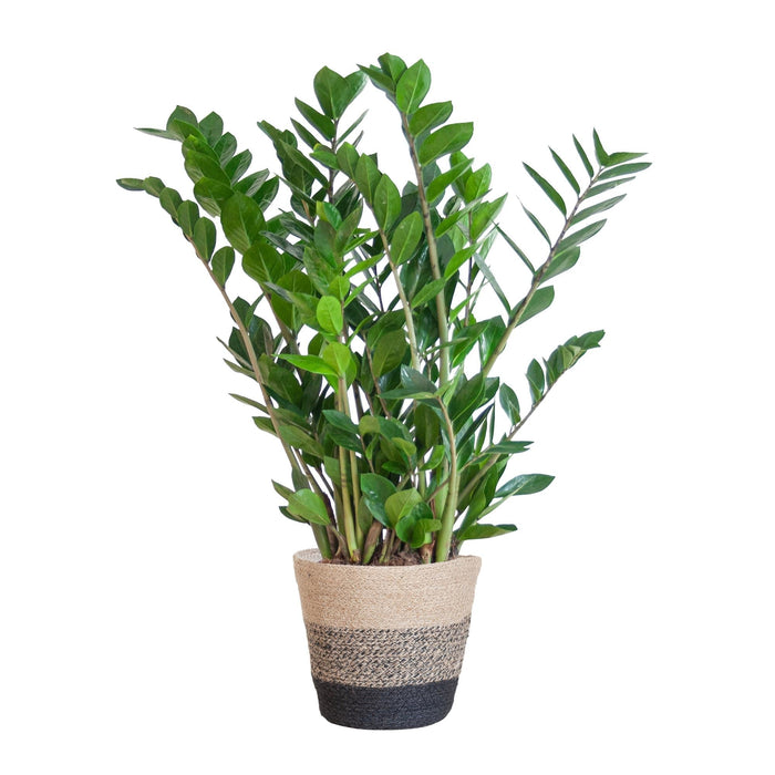 Zamioculcas Zamiifolia Og Dens Gryde