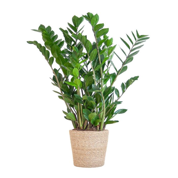 Zamioculcas Zamiifolia Og Dens Gryde