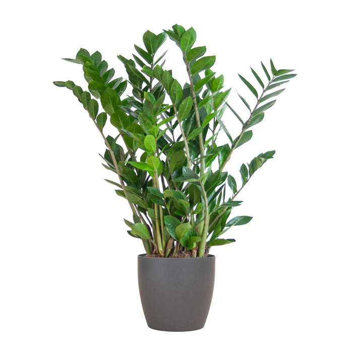 Zamioculcas Zamiifolia Og Dens Gryde