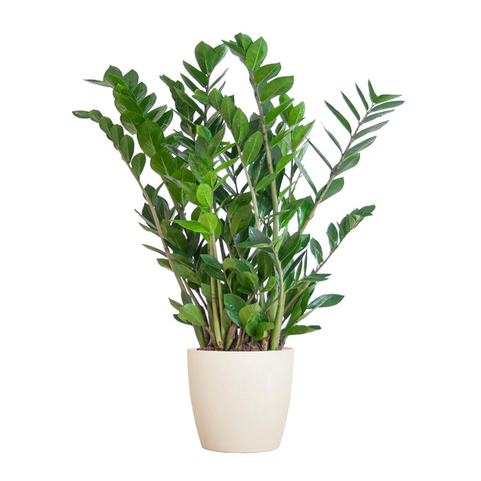 Zamioculcas Zamiifolia Og Dens Gryde