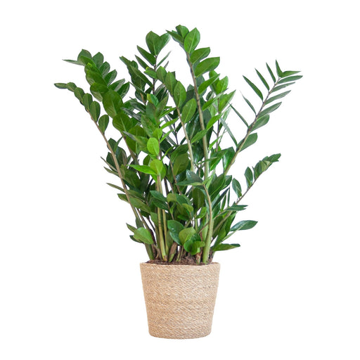 Zamioculcas Zamiifolia Og Dens Gryde