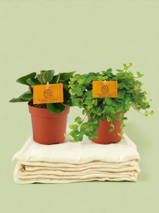 Æske - 2 Peperomia