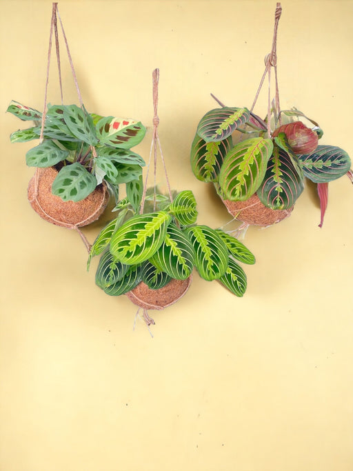 Æske - 3 Kokodama Maranta