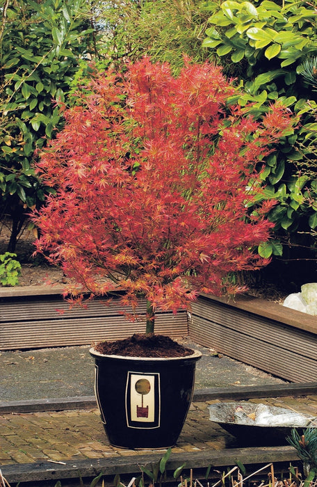Japansk Ahorn - Acer 'Wilson'S Pink Dwarf' - ↨40Cm - Ø19Cm - Eksteriør