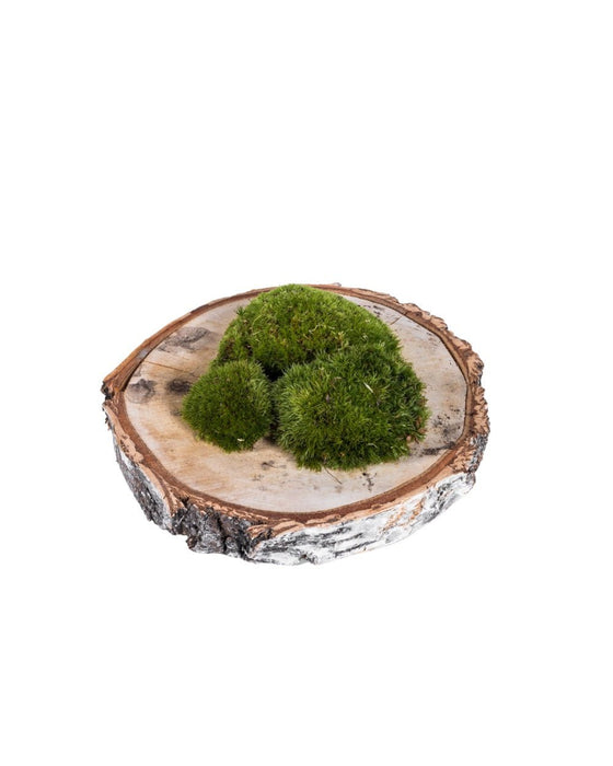 2 Poser Med 3 Mosbolde - Terrarier