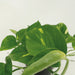 2X Epipremnum Aureum - Scindapsus - 20Cm - Ø12