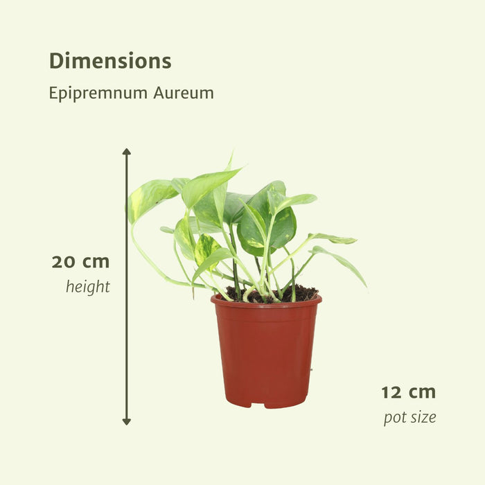 2X Epipremnum Aureum - Scindapsus - 20Cm - Ø12