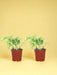 2X Epipremnum Aureum - Scindapsus - 20Cm - Ø12