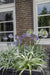Agapanthus 'Charlotte' - ↨20Cm - Ø14 - Udendørs Blomstrende Plante