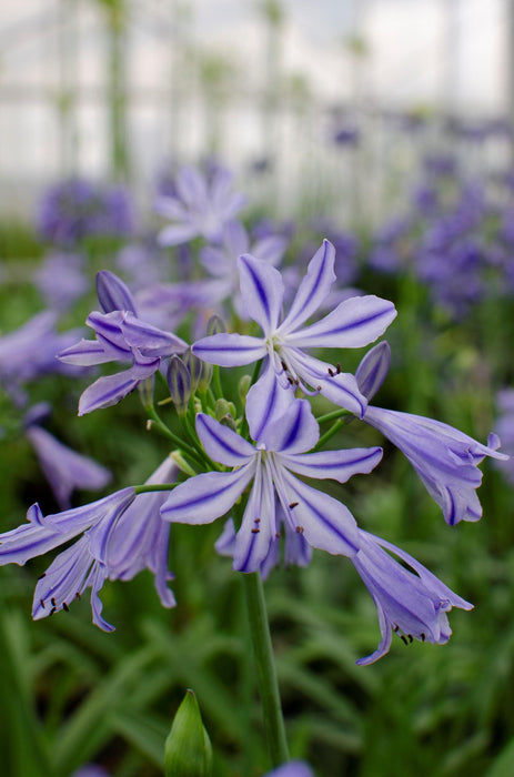 Agapanthus 'Charlotte' - ↨20Cm - Ø14 - Udendørs Blomstrende Plante