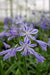 Agapanthus 'Charlotte' - ↨20Cm - Ø14 - Udendørs Blomstrende Plante