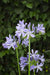 Agapanthus 'Charlotte' - ↨20Cm - Ø14 - Udendørs Blomstrende Plante