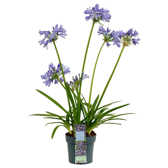 Agapanthus 'Charlotte' - ↨20Cm - Ø14 - Udendørs Blomstrende Plante