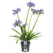 Agapanthus 'Charlotte' - ↨20Cm - Ø14 - Udendørs Blomstrende Plante
